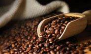 云南铁皮卡咖啡的研磨刻度品种产地区处理法口感庄园介绍
