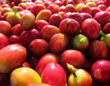 全球咖啡产地－肯尼亚简介：肯尼亚咖啡的市场以及种植情况